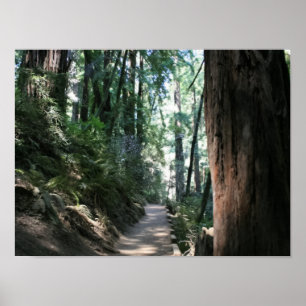 "Hillside Trail", Muir Woods Poster