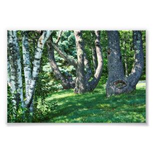 Hillside Trees Fotodruck