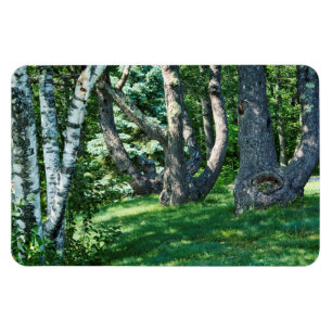 Hillside Trees Magnet