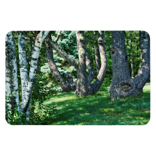 Hillside Trees Magnet (Horizontal)