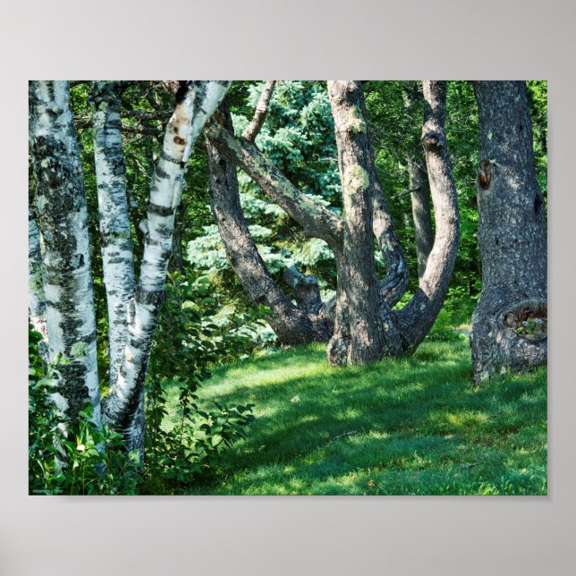 Hillside Trees Poster (Vorne)