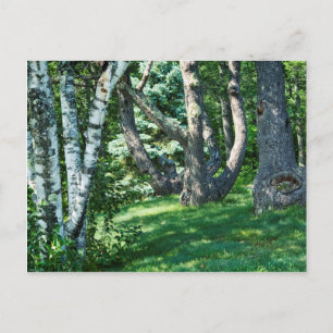 Hillside Trees Postkarte