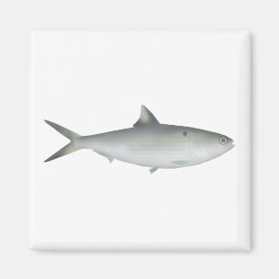 Hilsa Shad Magnet