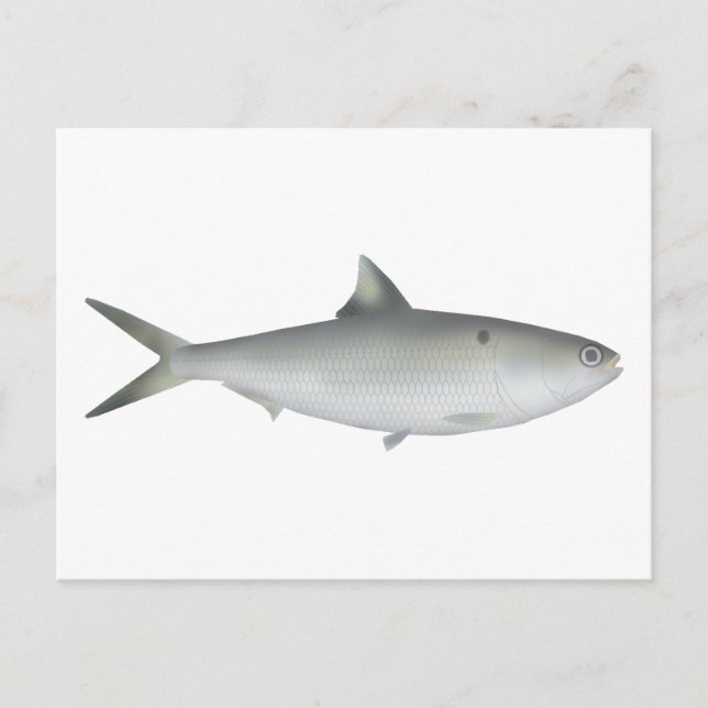 Hilsa Shad Postkarte (Vorderseite)