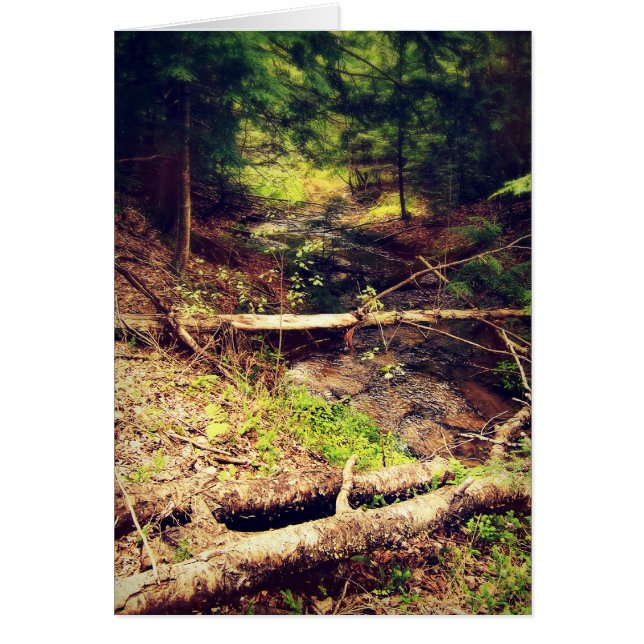 Hilton Creek (Devant)