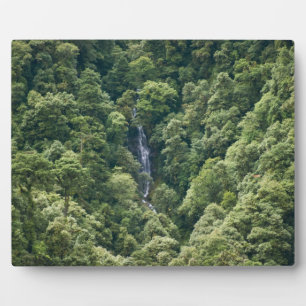 Himalaja-Wald im Mangdue-Tal, Bhutan Fotoplatte
