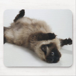 Himalajakatze, die zurück auf seiner liegt mousepad