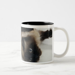 Himalajakatze, die zurück auf seiner liegt zweifarbige tasse