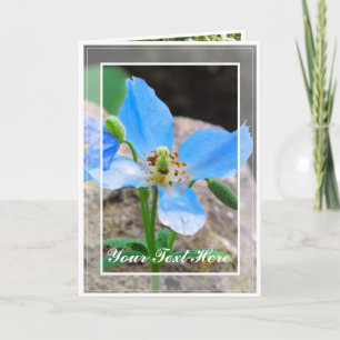 Himalaya blauer Mohn [Grußkarte] ド Karte