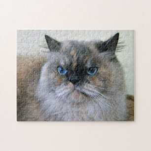 Himalaya-Katze mit blauen Augen