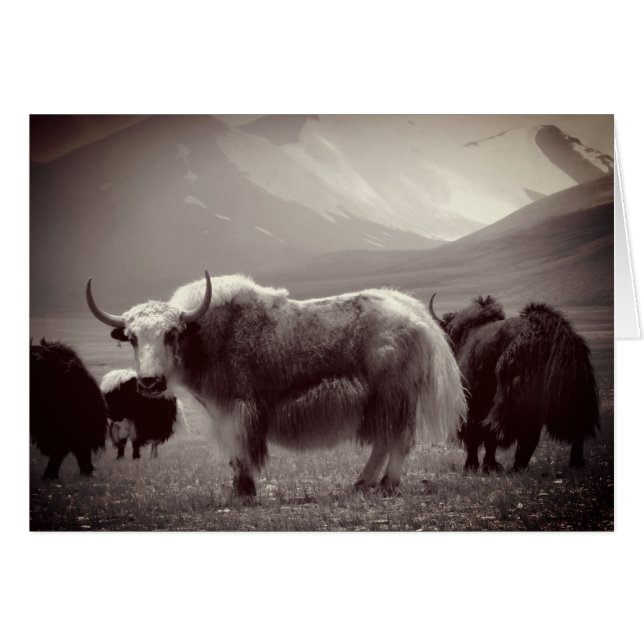 Himalaya-Yaks, Berge, Ladakh & Tibet (Vorderseite (Horizontal))