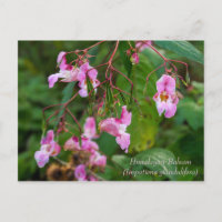 Himalayan Balsam Blume Postcard