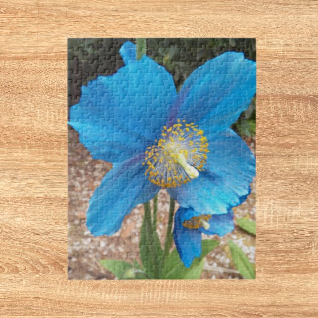 Himalayan Blue Poppy Floral (In Situ)