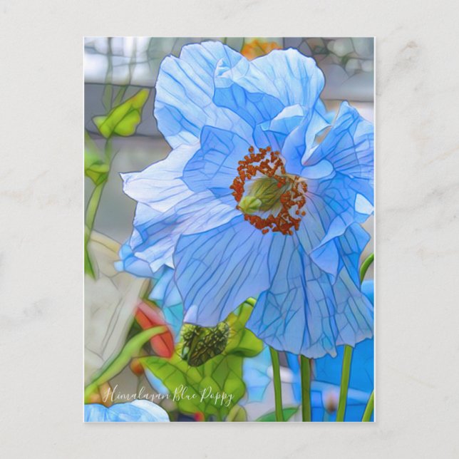 Himalayan Blue Poppy [Postcard] Postkarte (Vorderseite)