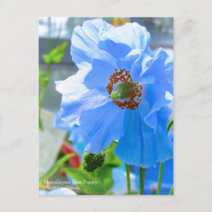Himalayan Blue Poppy:Postcard Postkarte