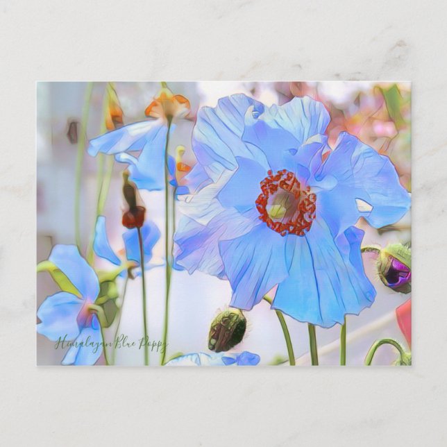 Himalayan Blue Poppy [Postcard] Postkarte (Vorderseite)
