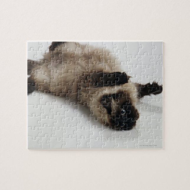 Himalayan Cat Lying auf seinem Rücken (Horizontal)