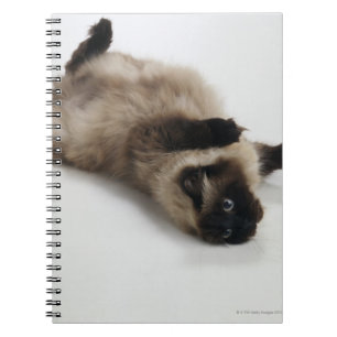 Himalayan Cat Lying auf seinem Rücken Notizblock