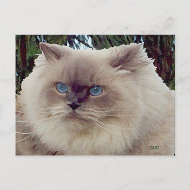 Himalayan Persian Cat Postkarte (Vorderseite)