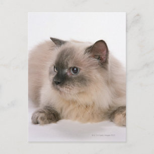 Himalayan Postkarte