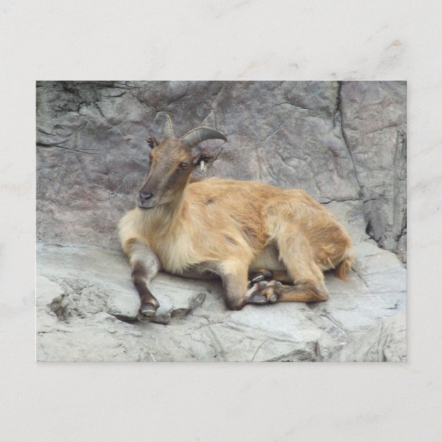 Himalayan Tahr Postcard Postkarte (Vorderseite)