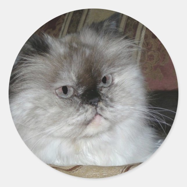 Himalayan Torti Point Runder Aufkleber (Vorderseite)