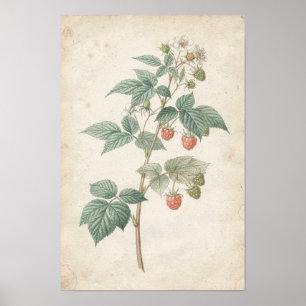 Himbeer-Strauch Botanische Studie auf Elfenbein Poster