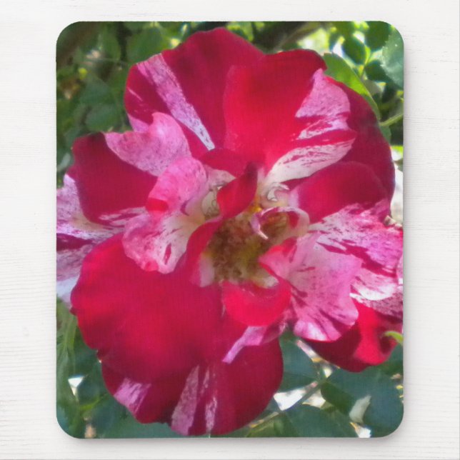 Himbeere Rose Mouse-Pad Mousepad (Vorne)