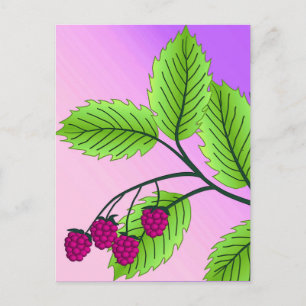 Himbeeren auf Zweig Postkarte