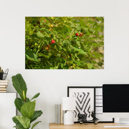 Himbeeren in den Alpen - Grün und Rot Foto Poster