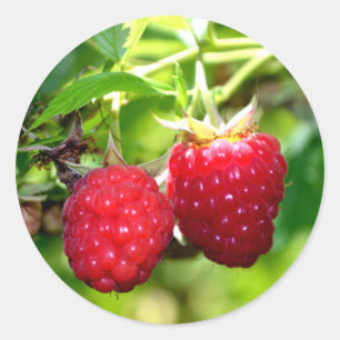 Himbeeren Runder Aufkleber