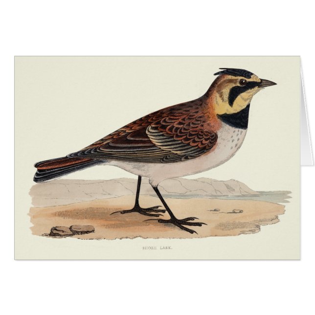 HIMMEL-LERCHEN-LEERE KARTE (Vorderseite (Horizontal))