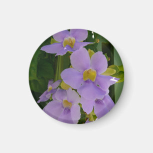 Himmelsblume Wein Tropisch Lila Blüten Magnet