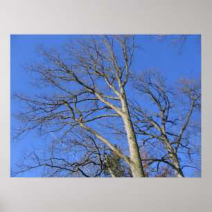 Himmelszweige Poster