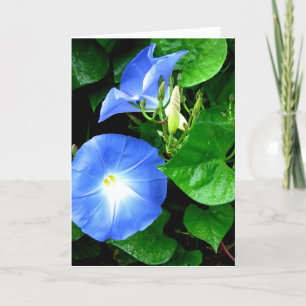 Himmlisch Blue Morning Glory Geburtstagskarte Karte