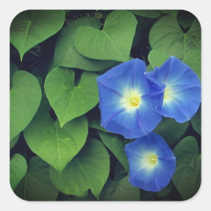 Himmlische Blue Morning Glory Blume   Quadratischer Aufkleber