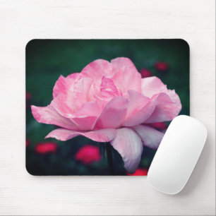 Himmlische rosa Rosenblüte Mousepad