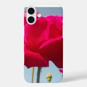 Himmlische Rose Schöne rote Blüte gegen Blau title_seo2