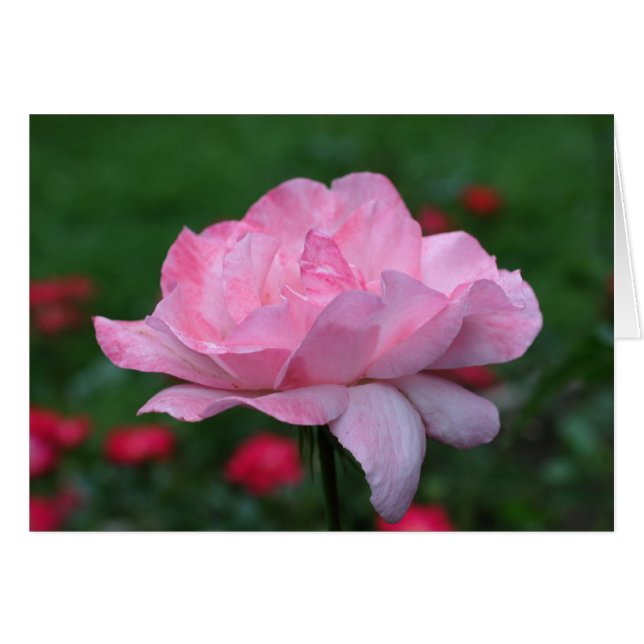 Himmlische Rosenblume Fotokarte (Vorderseite (Horizontal))