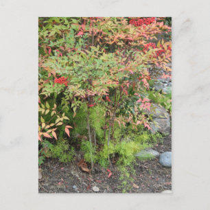Himmlischer Bambus und Asparagus Fern Postkarte