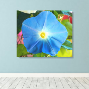 Himmlischer Blue Morning Gloria Leinwand