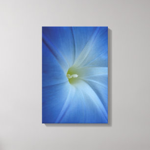 Himmlisches blaues Winden-Blumen-Foto Leinwanddruck