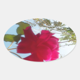 Himmlisches Blut: Eine Rose gegen den Himmel Ovaler Aufkleber