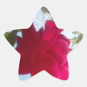 Himmlisches Blut: Eine Rose gegen den Himmel Stern-Aufkleber