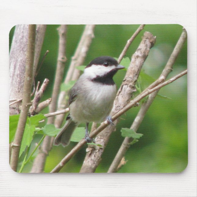 Himmlisches C. Chickadee Mousepad (Vorne)