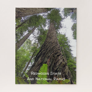 Hin zu Himmel über Redwoods wirbelnde Rinde