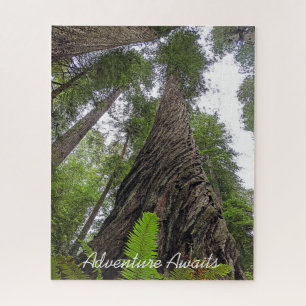 Hin zu Himmel über Redwoods wirbelnde Rinde