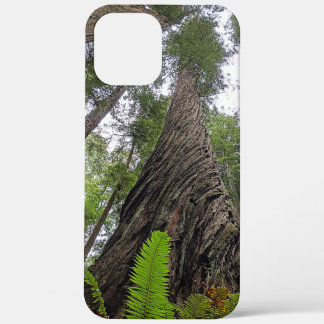 Hin zu Himmel über Redwoods wirbelnde Rinde Case-Mate iPhone Hülle