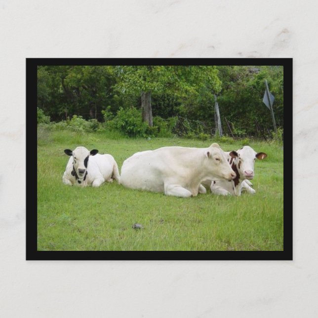 Hindu Cows Postkarte (Vorderseite)