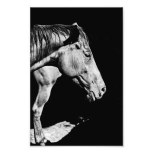 Hinterbein Fotodruck